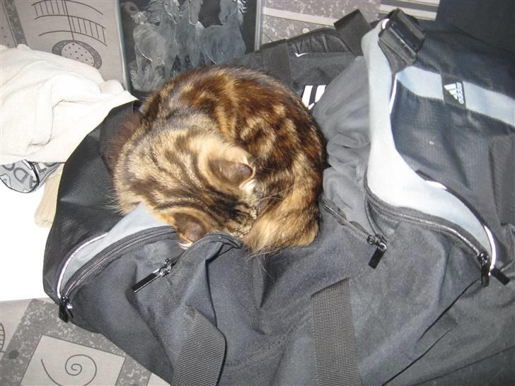 Sibirisk Kat DK Cornelius Westh Soffie - Hygge-dyr ;) billede 20