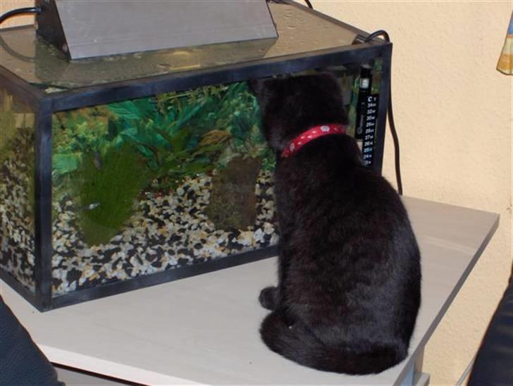 Huskat Karla billede 6