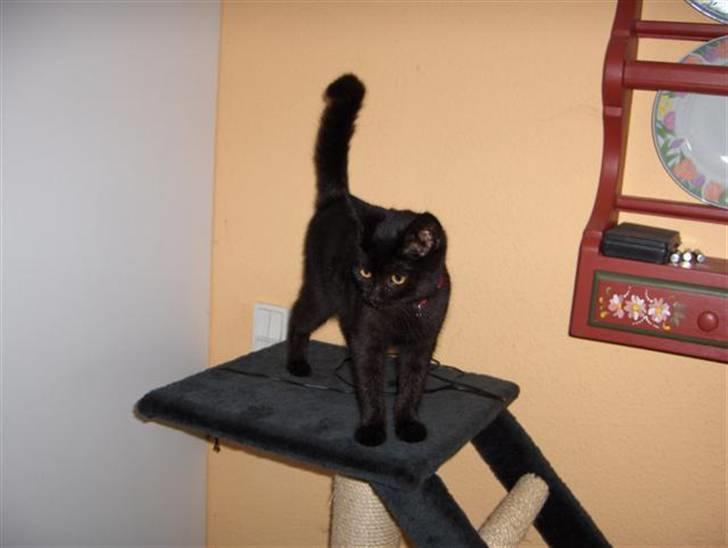 Huskat Karla billede 7