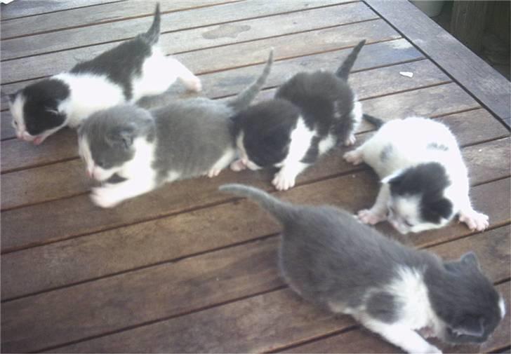 Blanding af racer nemo  - her er jeg med mine brødre og søster billede 7