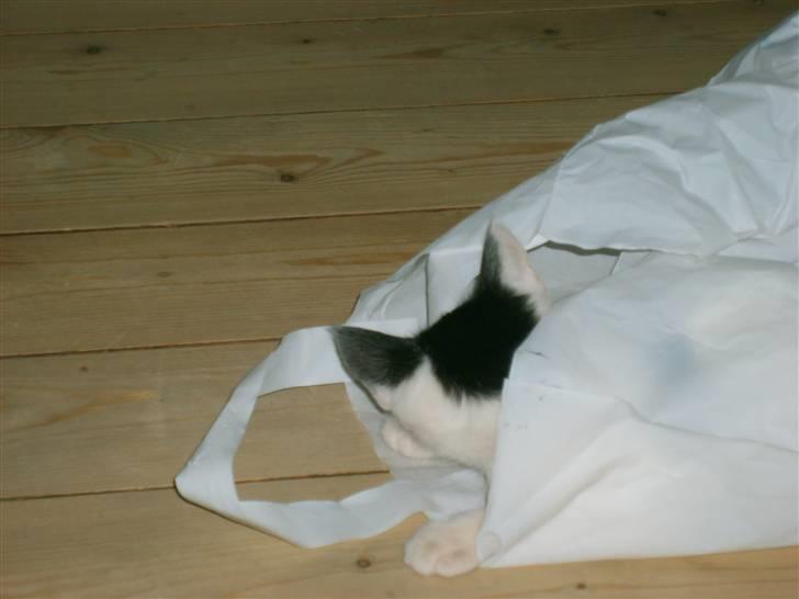 Blanding af racer nemo  - elsker poser billede 8