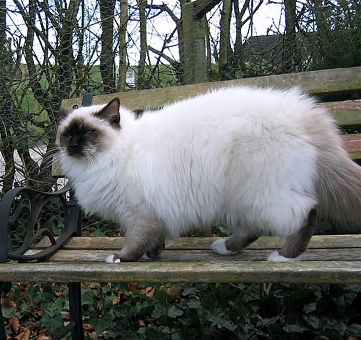 Hellig Birma Von Frey´s Wild Thing - Wild 8 ½ mrd. gammel billede 4