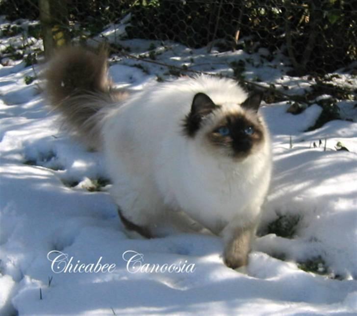 Hellig Birma Chicabee´s Canoosia C´Mon - Canoosia snart 10 mrd. gammel billede 2