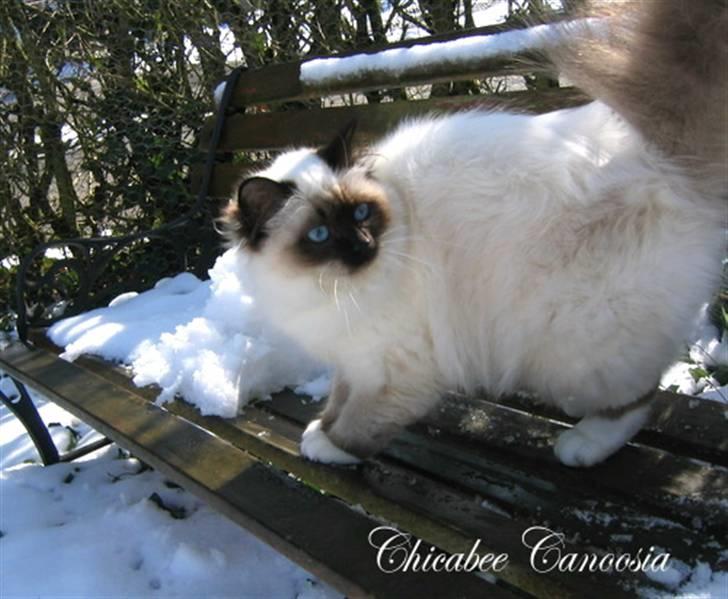 Hellig Birma Chicabee´s Canoosia C´Mon - Canoosia i snevejr 2008 billede 3