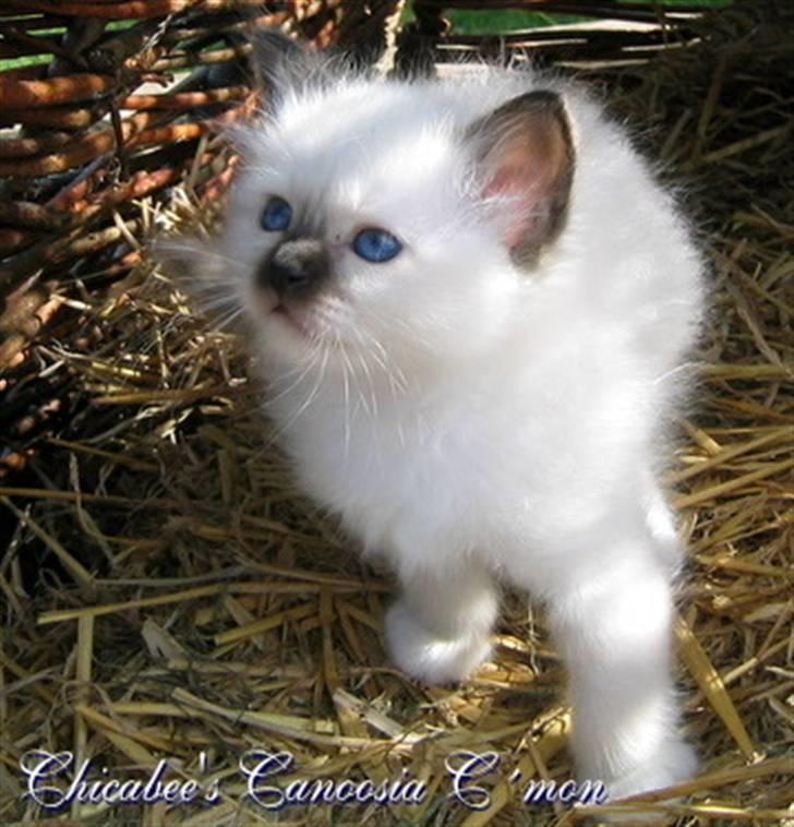 Hellig Birma Chicabee´s Canoosia C´Mon - Canoosia 6 uger gammel billede 4