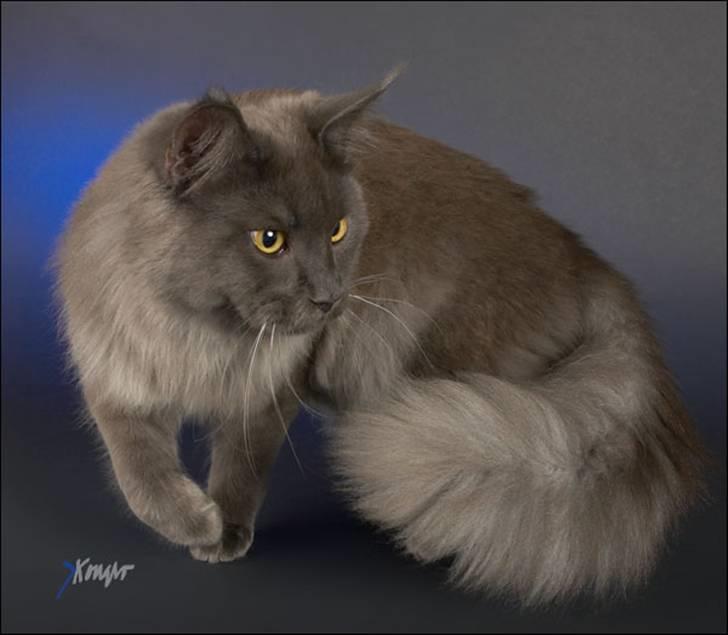 Maine Coon Ankicoon´s Jamaica Sunset billede 12