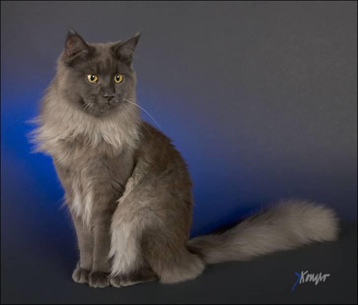 Maine Coon Ankicoon´s Jamaica Sunset billede 13