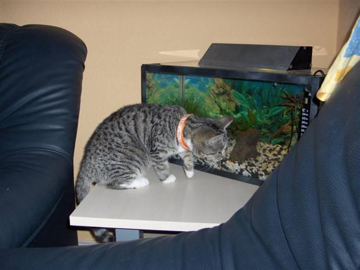 Huskat Killer billede 11