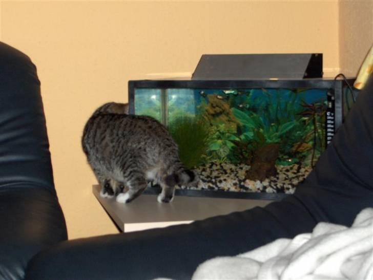 Huskat Killer billede 12