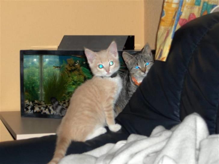 Huskat Killer - Killer og Connie gemmer sig  billede 13