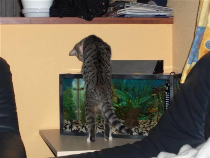 Huskat Killer billede 14