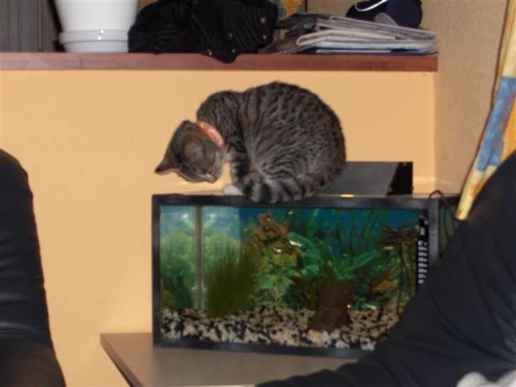 Huskat Killer billede 15