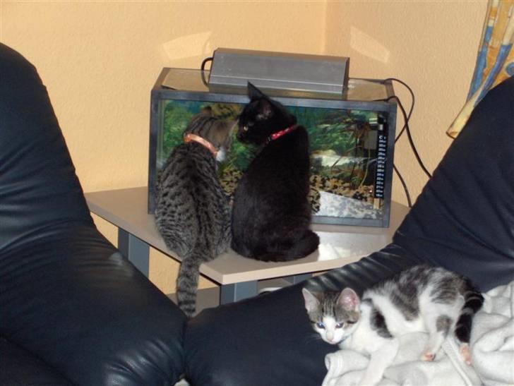 Huskat Karla billede 8