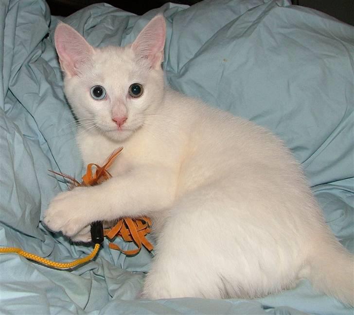 Huskat Nala billede 1