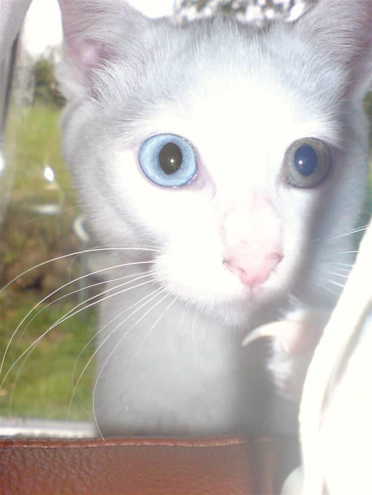 Huskat Nala billede 2