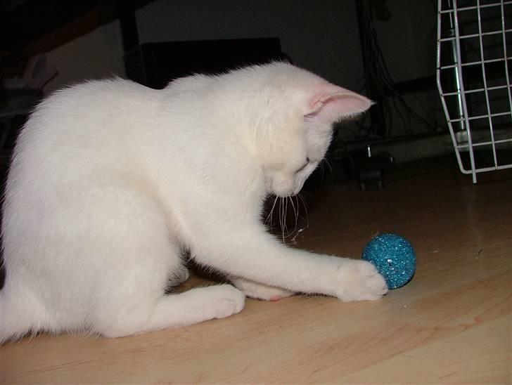 Huskat Nala billede 3