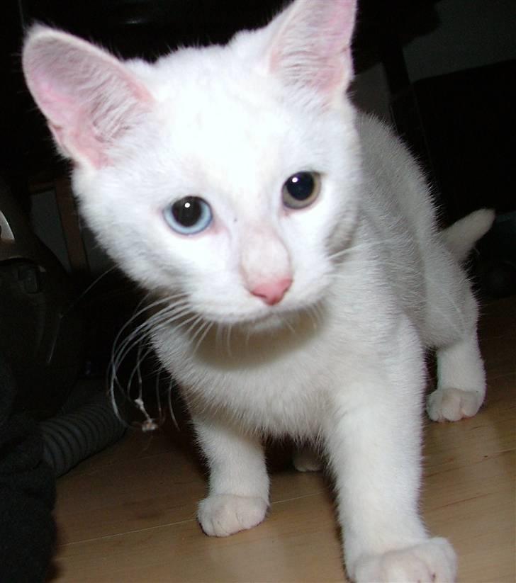 Huskat Nala billede 4