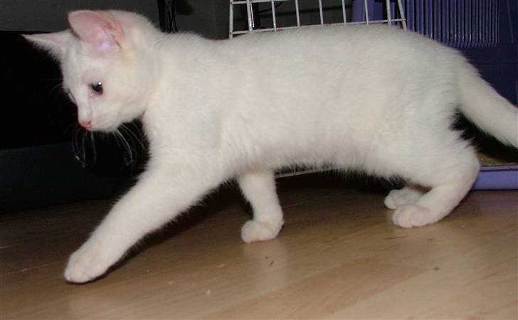 Huskat Nala billede 5