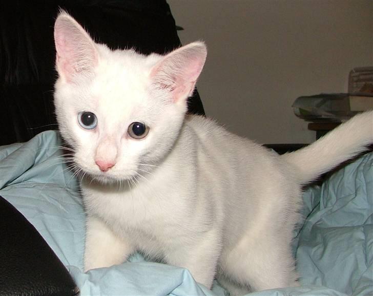 Huskat Nala billede 7