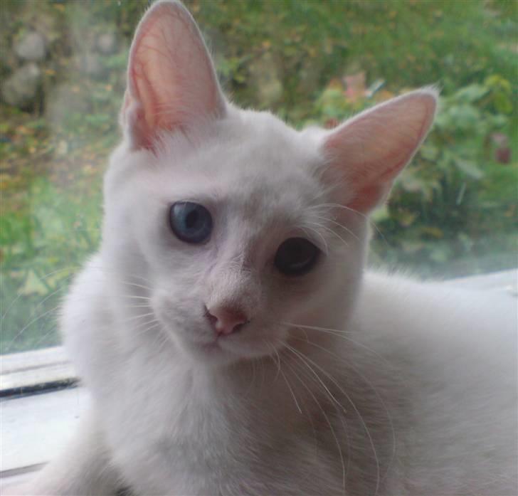 Huskat Nala billede 8