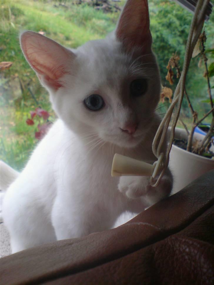 Huskat Nala billede 9