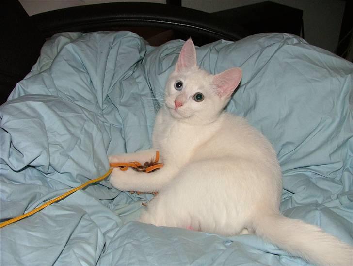 Huskat Nala billede 10