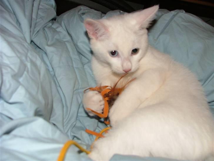 Huskat Nala billede 11