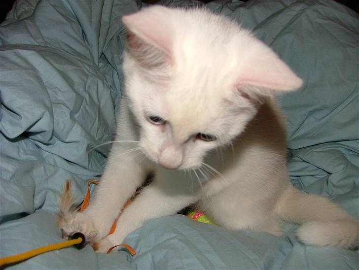 Huskat Nala billede 14