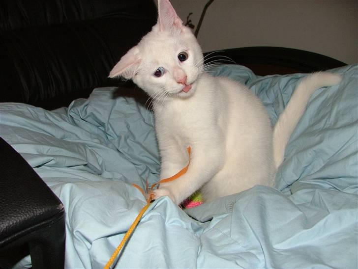 Huskat Nala billede 15