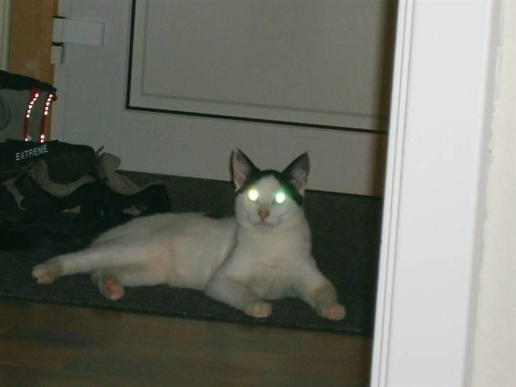 Blanding af racer nemo  - kan i se mig billede 9