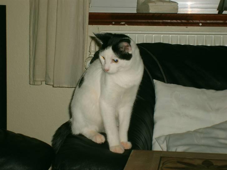 Blanding af racer nemo  - halløj hvad er der mon der hhmm billede 10