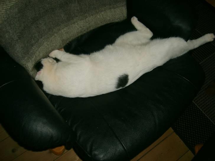 Blanding af racer nemo  - her er godt på mors stol billede 11