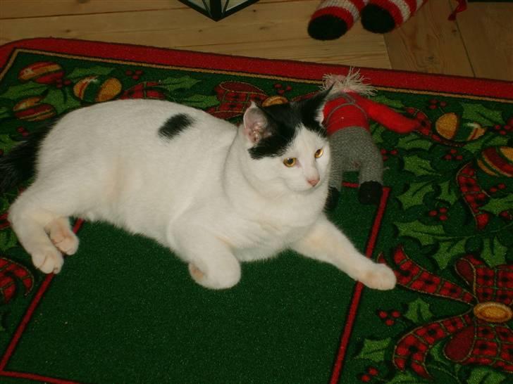 Blanding af racer nemo  - ja glem det træ jeg er da pænere billede 12