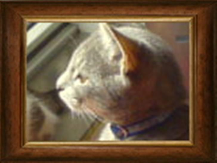 Huskat Bandit - nu vare det sikkert ikke længe før jeg bliver model billede 8