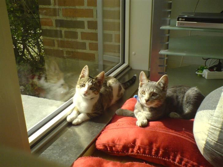 Huskat Bandit - ja mig og alfie er da ligeglad med om vi ligger i sengen eller på gulvet billede 9