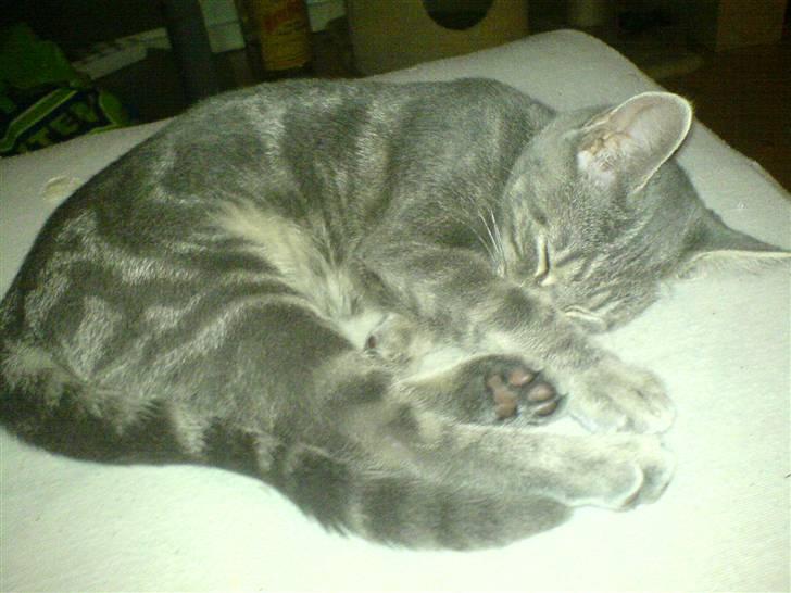 Huskat Piv - nu jeg sku blevet træt igen billede 7