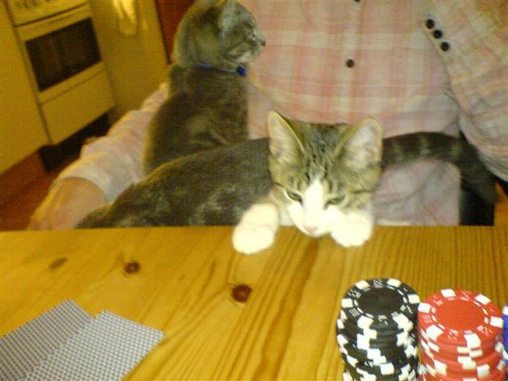 Huskat Alfie (givet væk) - poker katten alfie se evt. min film med hende billede 11