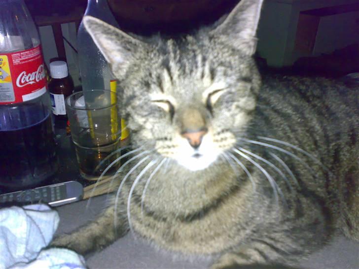 Huskat Magnus/Missen<3 - Missen, kan du så vågne ordenligt op? :D billede 8