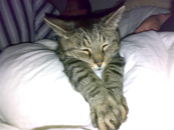 Huskat Magnus/Missen<3 - Helt fladet ud. billede 9