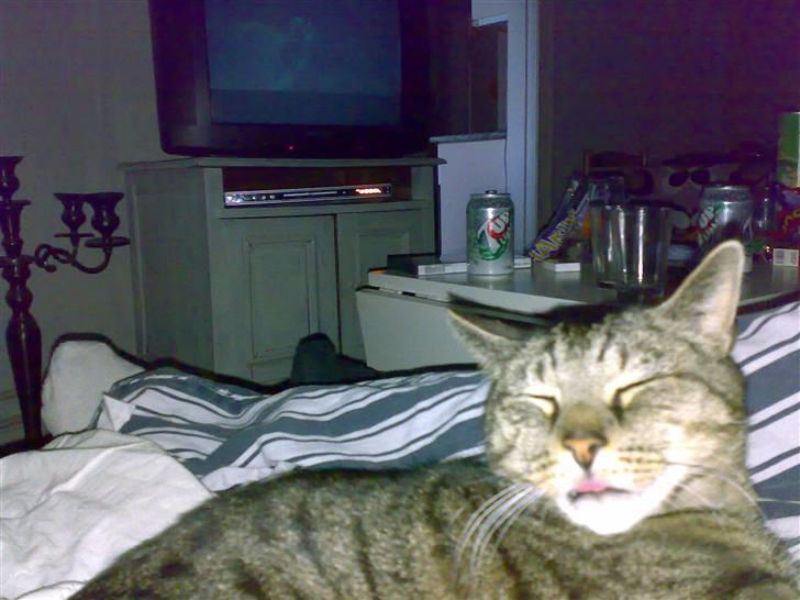 Huskat Magnus/Missen<3 - Få den tunge ind?:D billede 10