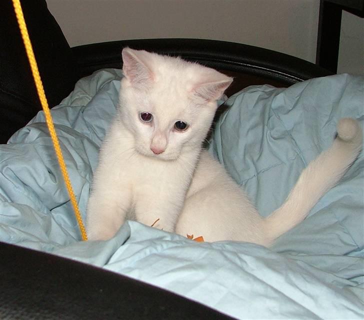 Huskat Nala billede 16