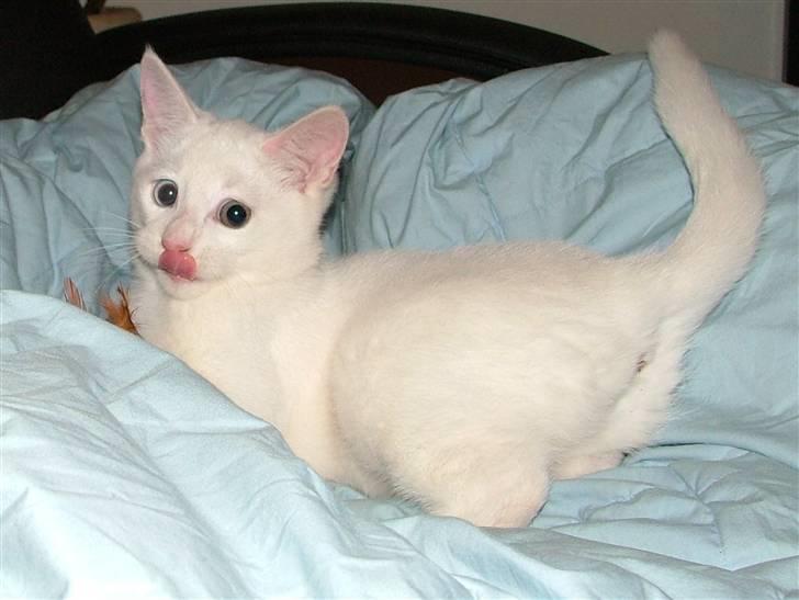 Huskat Nala billede 18