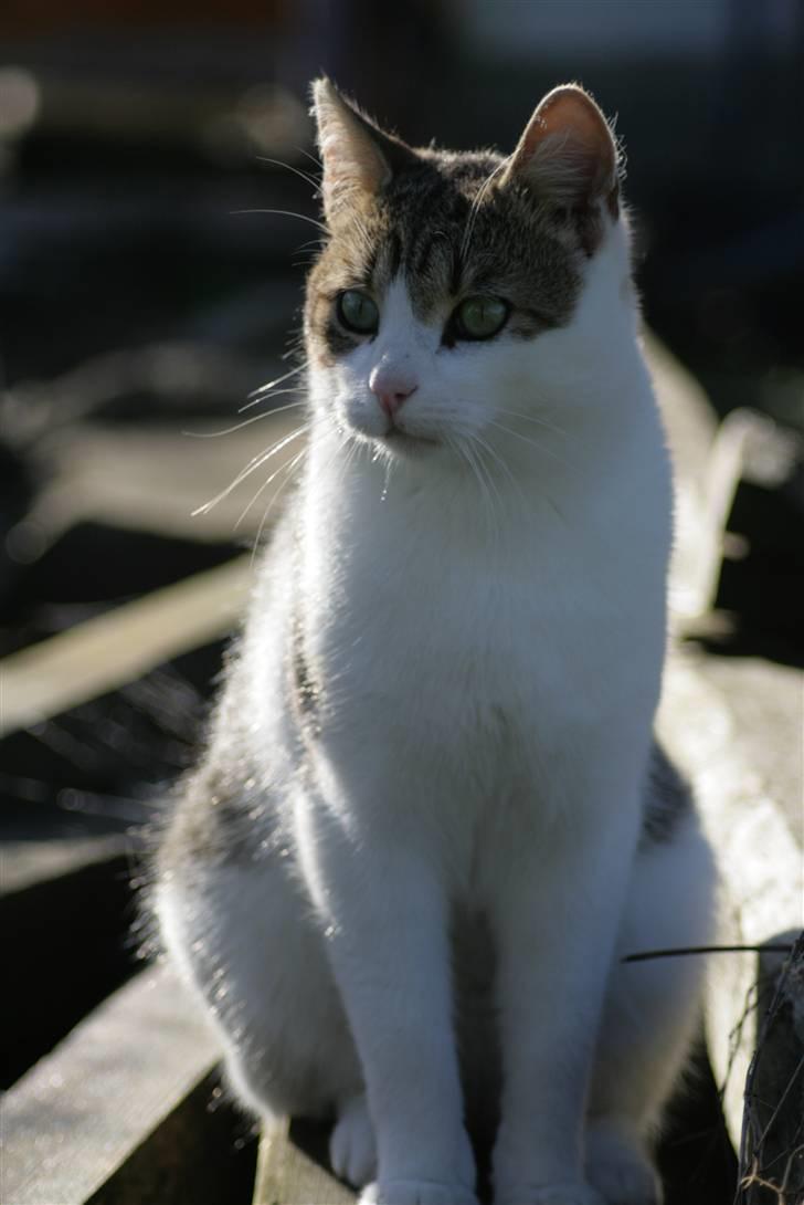 Huskat Oliver R.I.P  billede 15