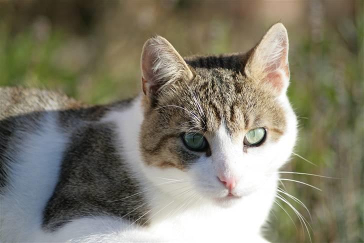 Huskat Oliver R.I.P  billede 16