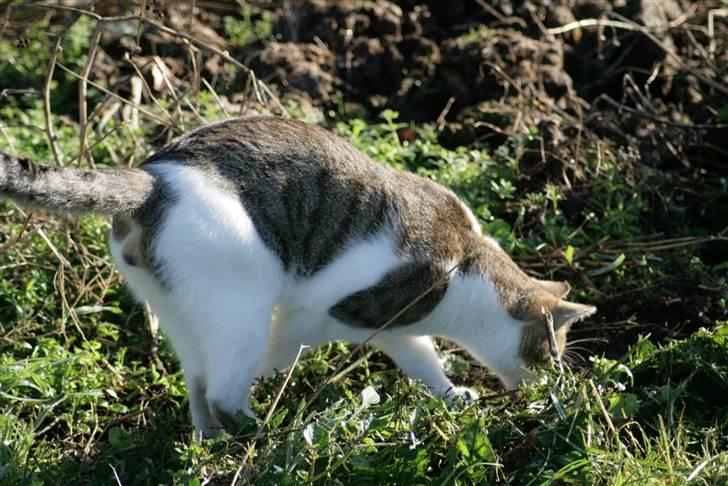 Huskat Oliver R.I.P  billede 17