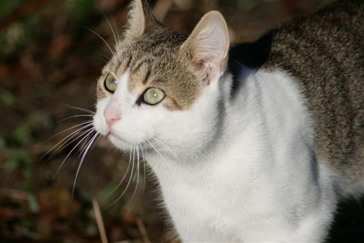 Huskat Oliver R.I.P  billede 18