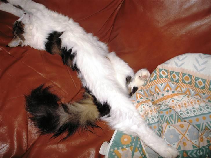 Blanding af racer Norsk skovkat/Agnes R.I.P - Laaang kat billede 17