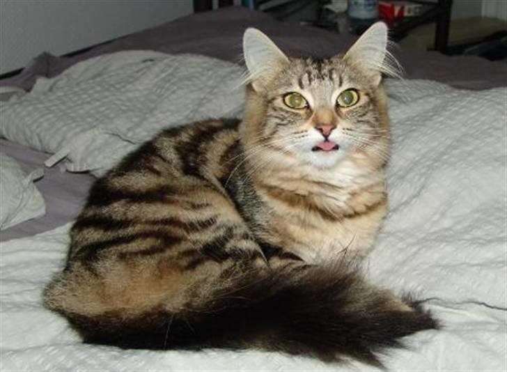 Norsk Skovkat DK Dansbjergs Fie billede 14