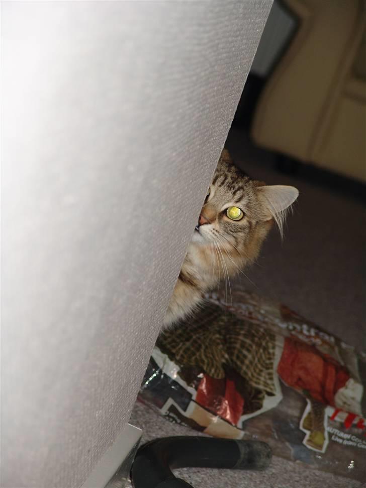 Norsk Skovkat DK Dansbjergs Fie billede 15