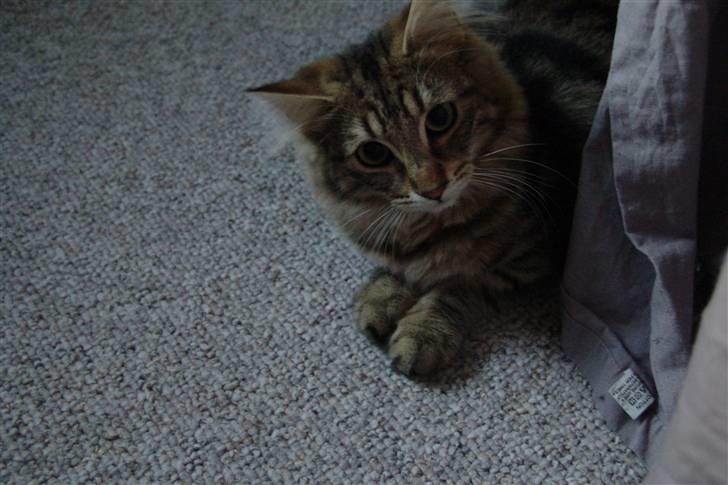 Norsk Skovkat DK Dansbjergs Fie billede 16